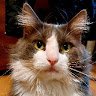 Игорь Осадчий